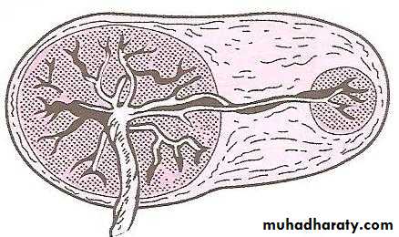 The placenta