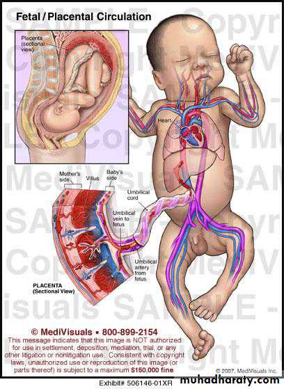 The fetal circulation