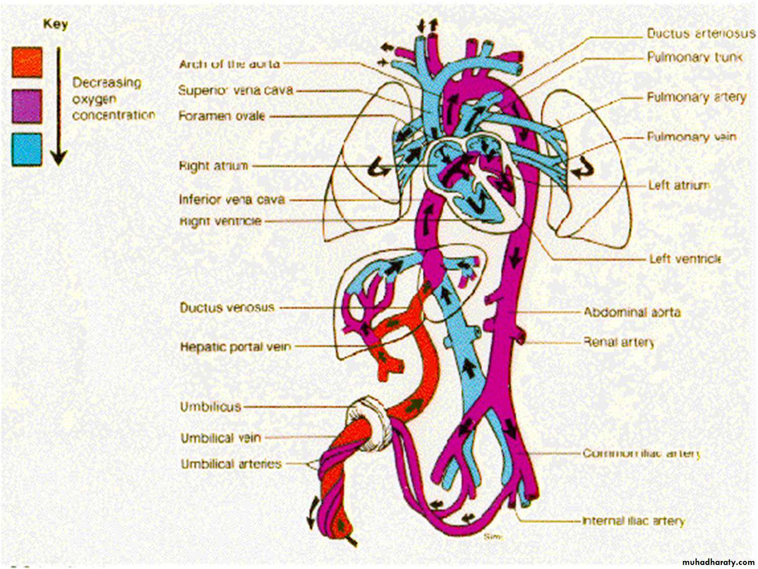 The fetal circulation