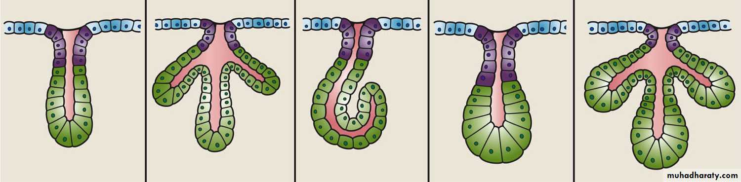 Glands عملي