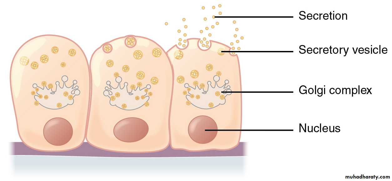 Glands عملي