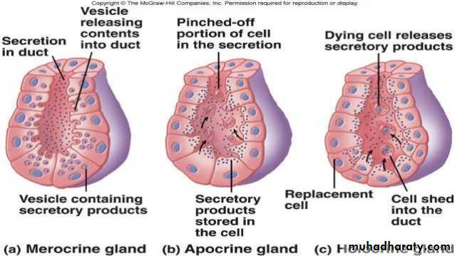 Glands عملي