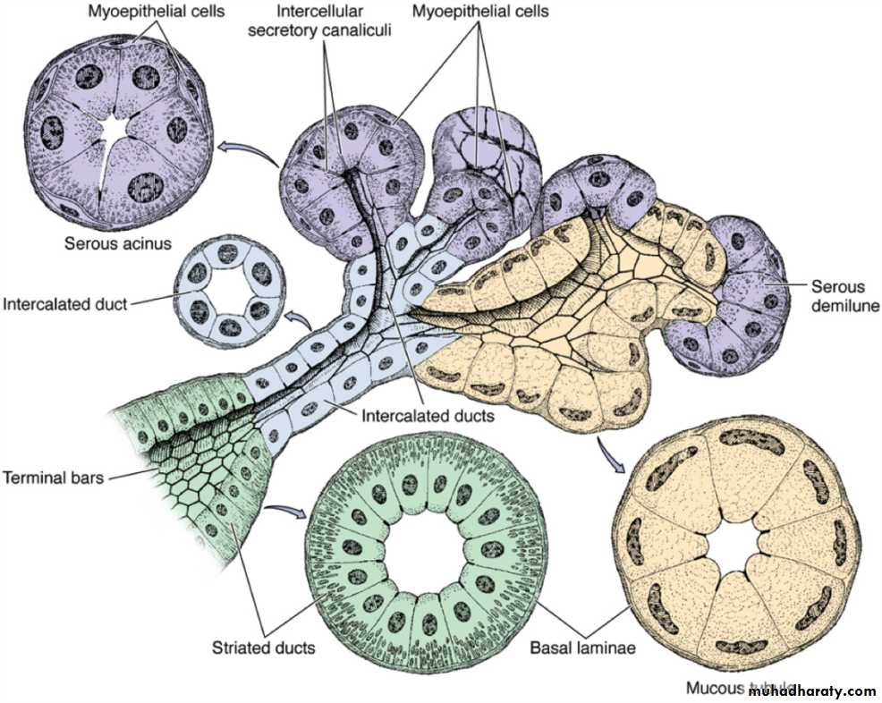 Glands عملي