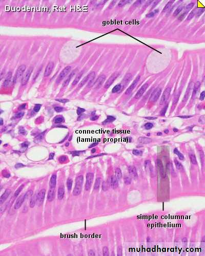 Glands عملي