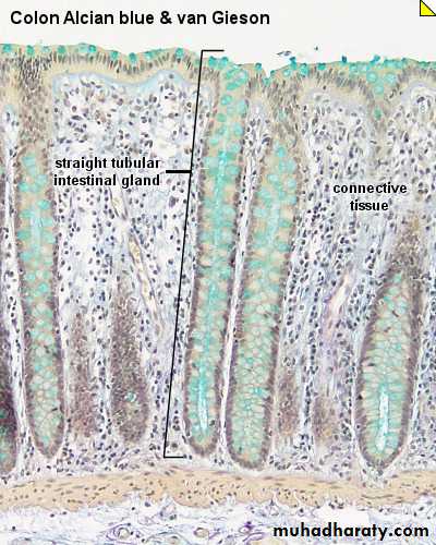 Glands عملي