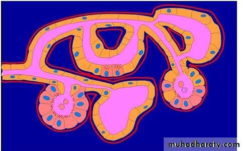 Glands عملي