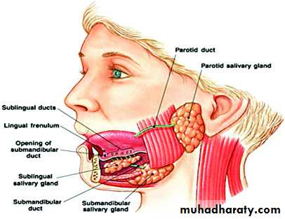 Glands عملي