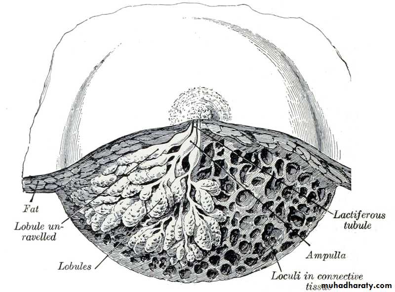 Glands عملي