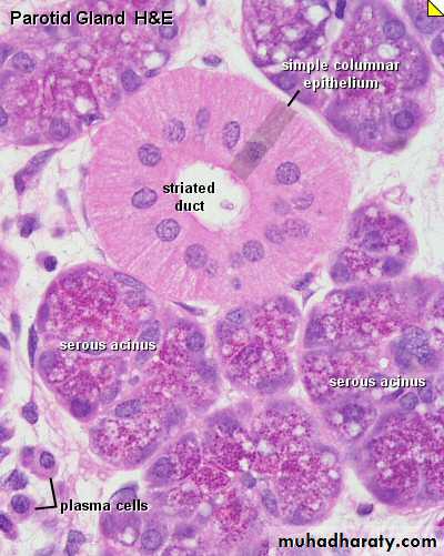 Glands عملي