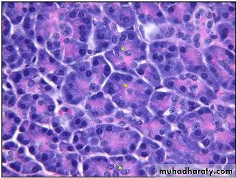 Glands عملي