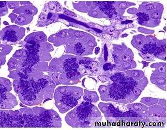 Glands عملي