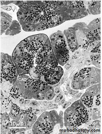 Glands عملي