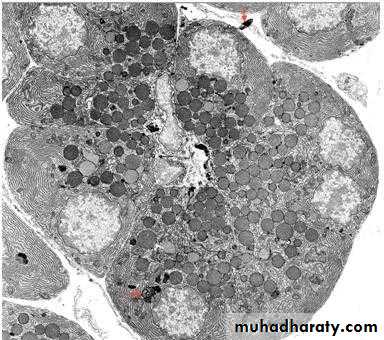 Glands عملي