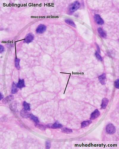 Glands عملي
