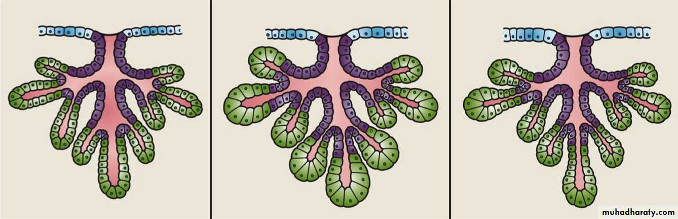 Glands عملي