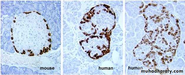 Glands عملي