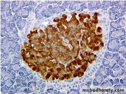 Glands عملي