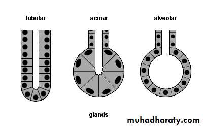 Glands عملي