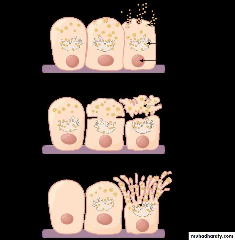 Glands عملي