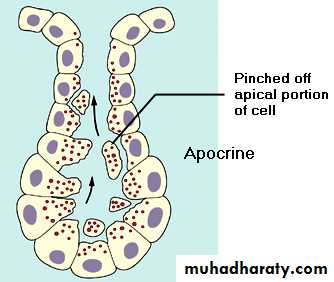 Glands عملي