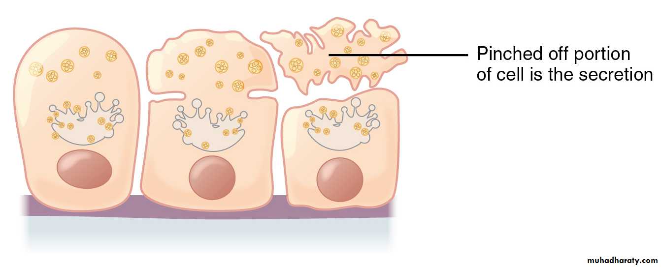 Glands عملي