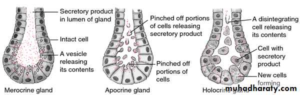 Glands