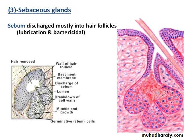 Glands