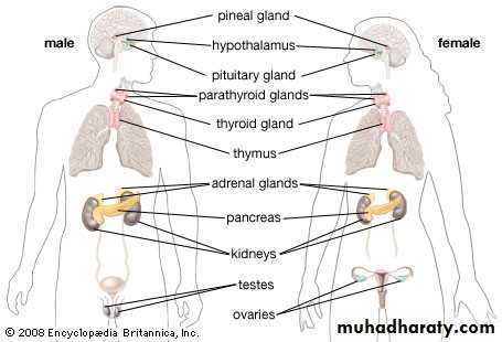 Glands