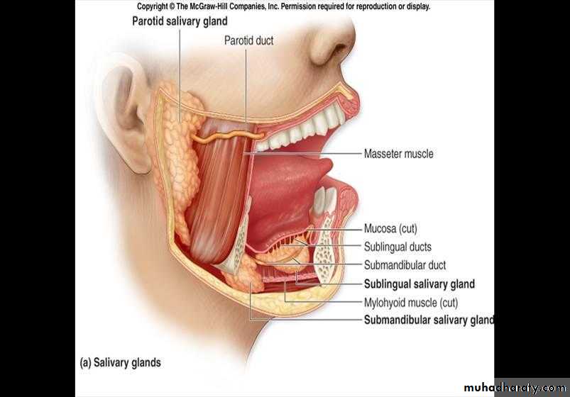 Glands