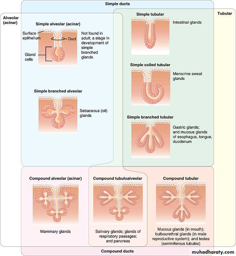 Glands