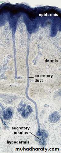 Glands