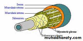 Esophagus