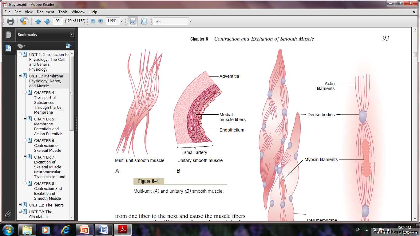 Smooth muscle