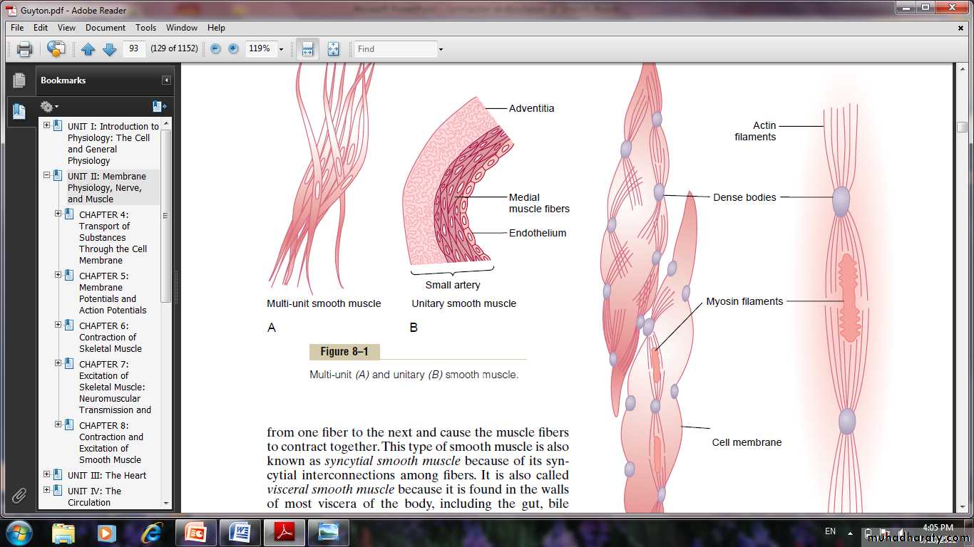 Smooth muscle