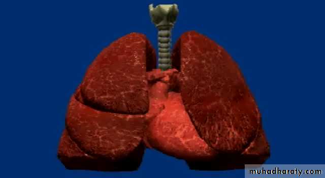 Chest investigations