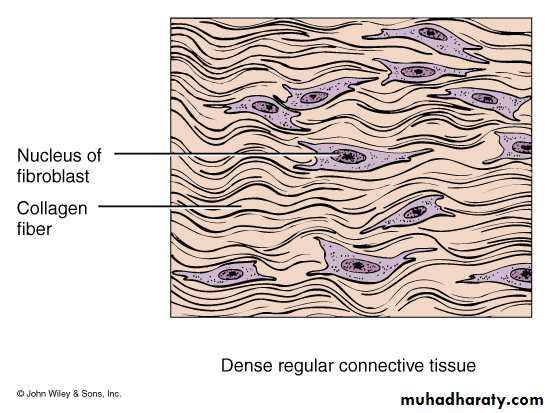 Connective tissue