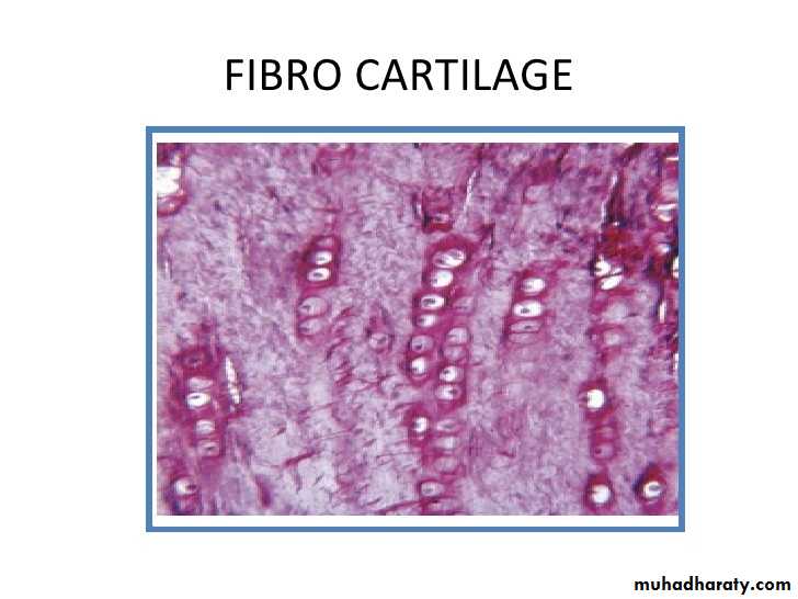 Connective tissue