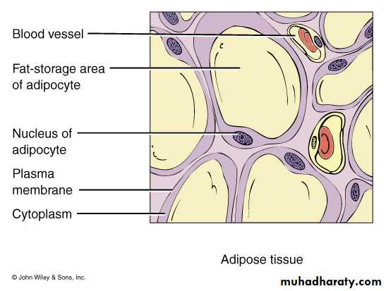 Connective tissue