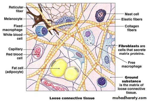 Connective tissue