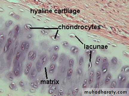 Connective tissue