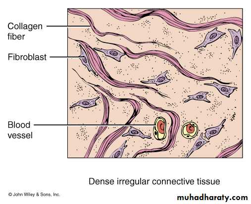 Connective tissue