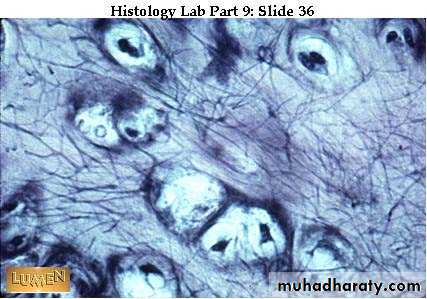 Connective tissue