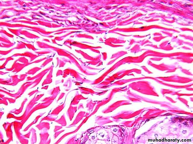 Connective tissue