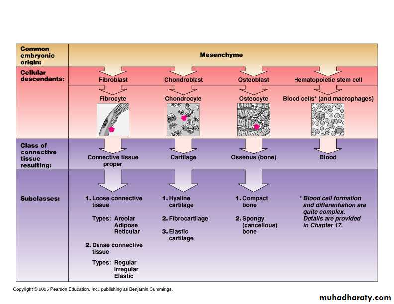 Connective tissue
