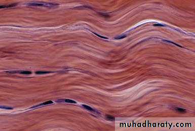 Connective tissue