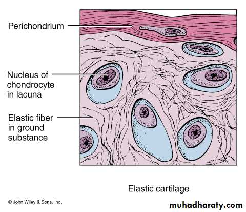 Connective tissue