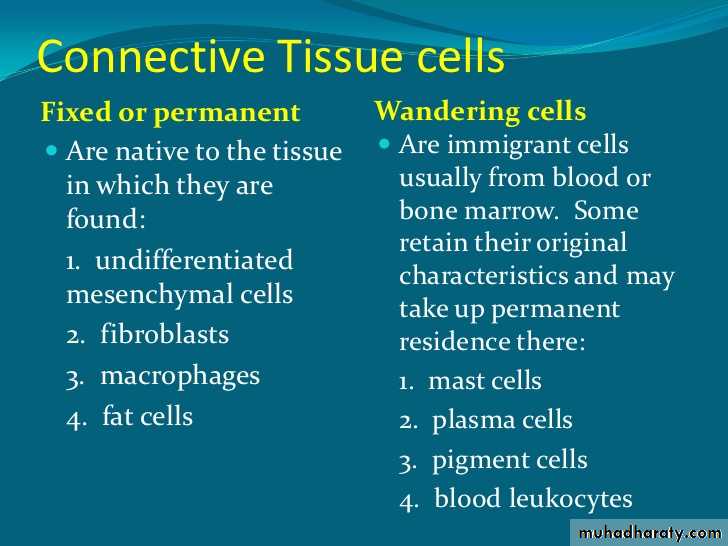 Connective tissue