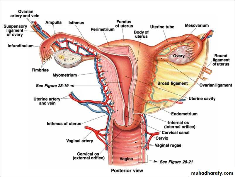 Anatomy of female reproductive system