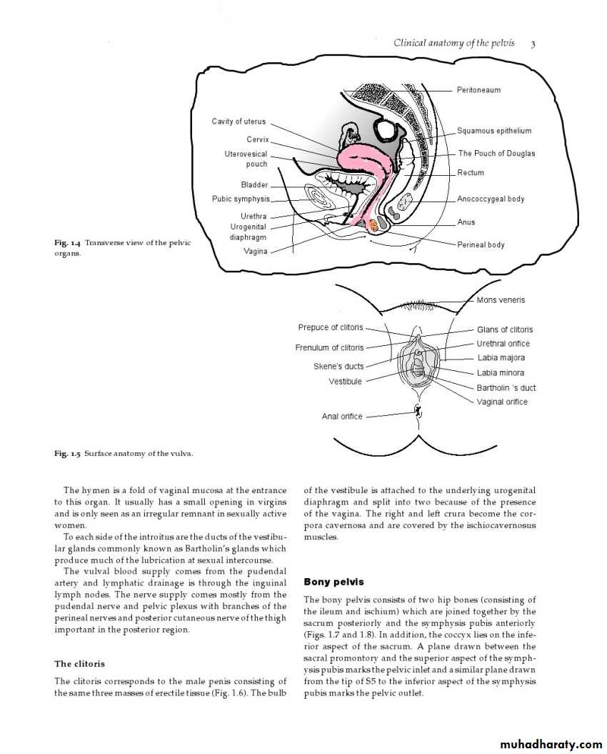 Anatomy of female reproductive system
