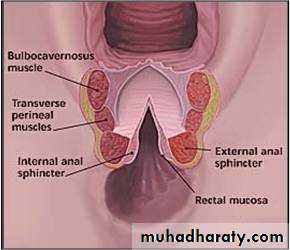 Anatomy of female reproductive system
